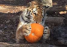tiger-pumpkin