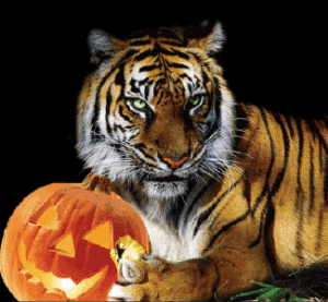tiger catalogo halloween