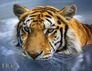 TW_Calendar_8-5x11_202112