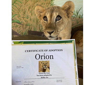 Wild Adoptions One-TIme Purchase