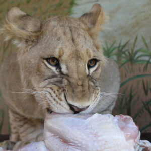 Carnivore Feed 3