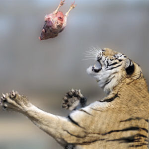 CarnivoreFeed