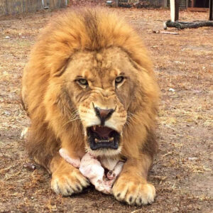 Lion Carivore Feed 1