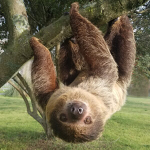 Nacho the Sloth