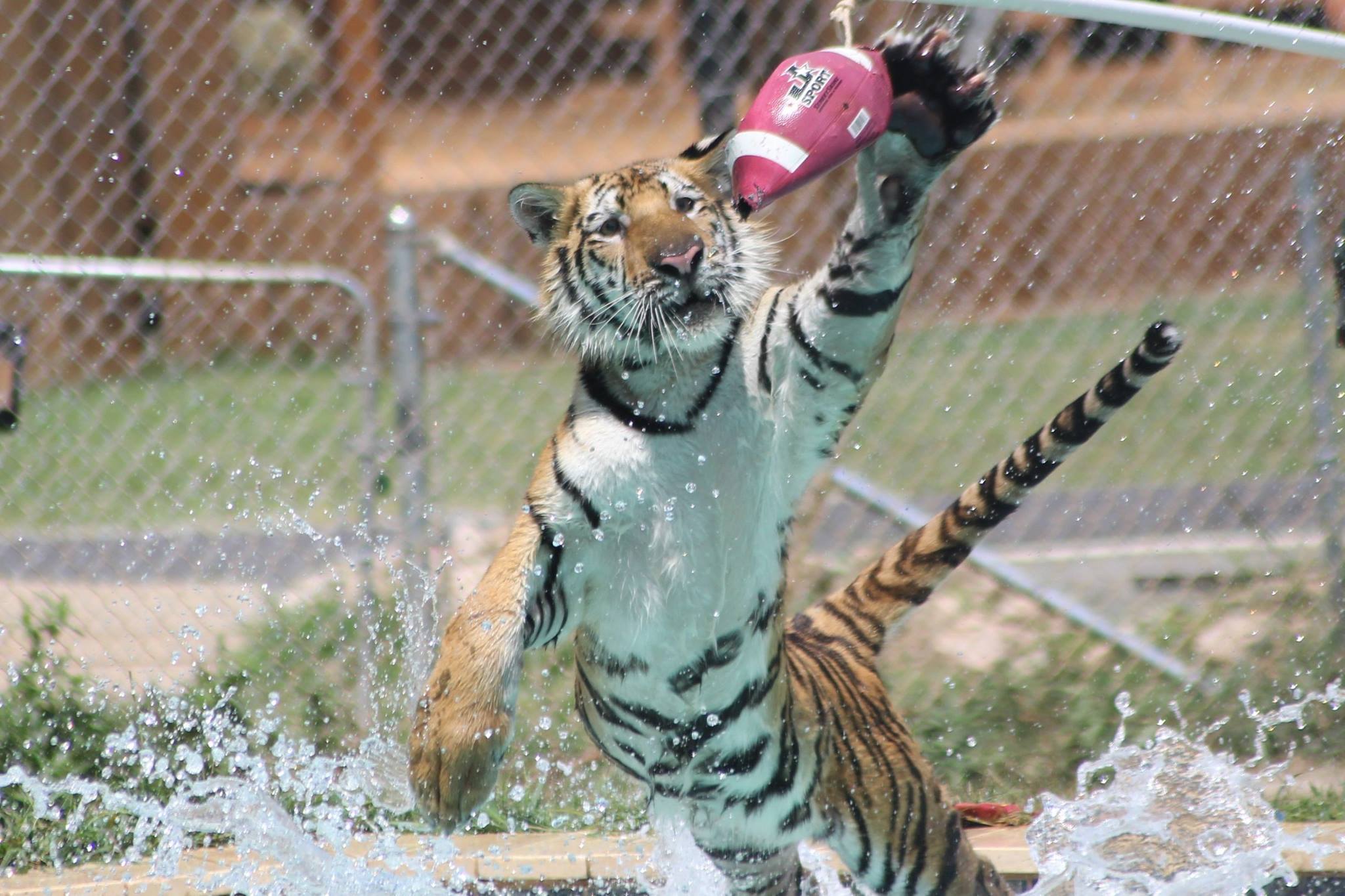 BigCatBlast2