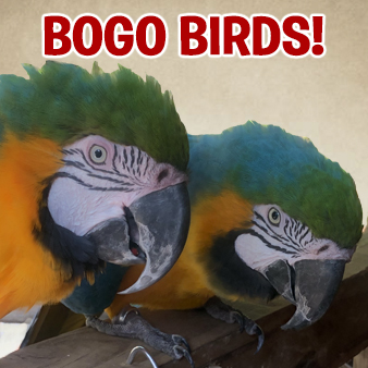 BogoBirds