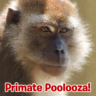 Primate_Primatepalooza