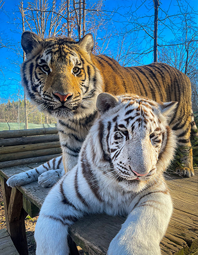 Samson and Savior - Bengal Tigers