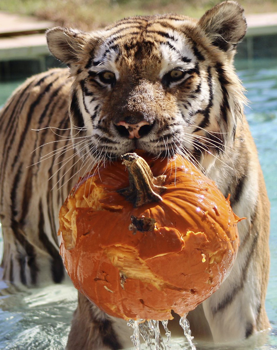 BooattheZoo_Tiger