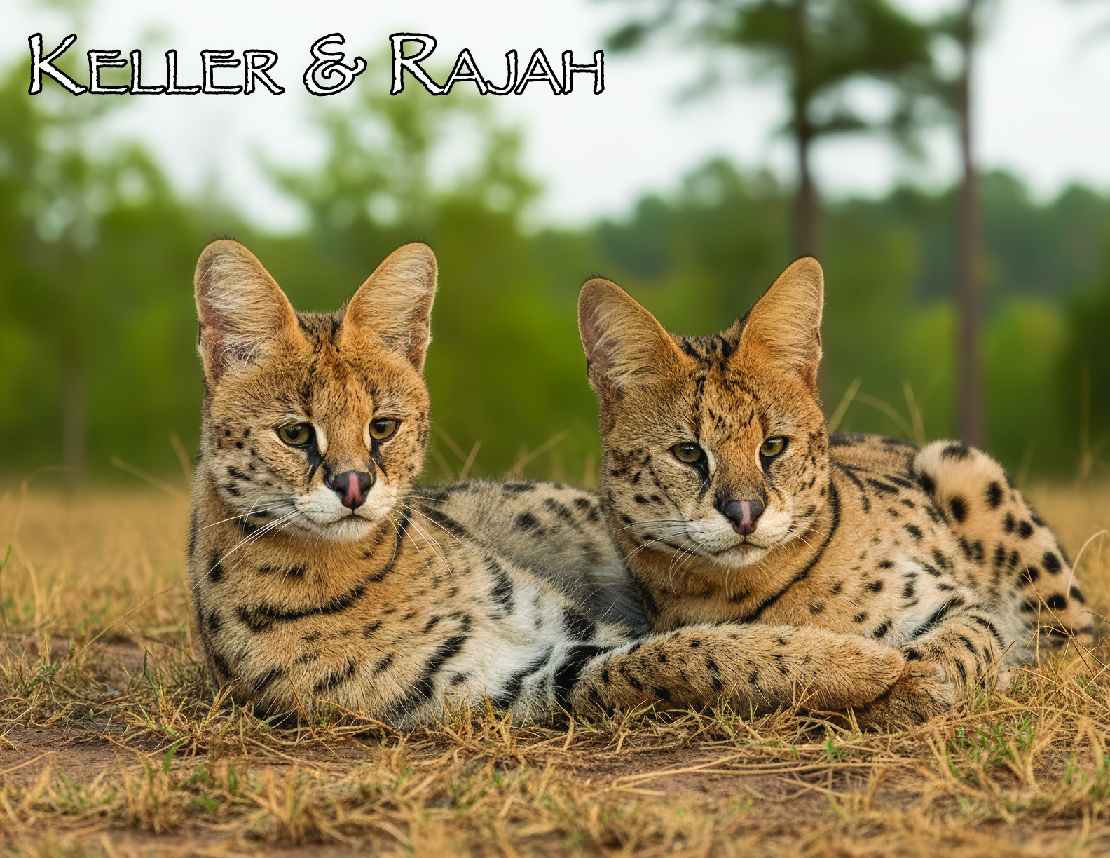 Tiger World 14 Month 2026 Calendar - Image 4