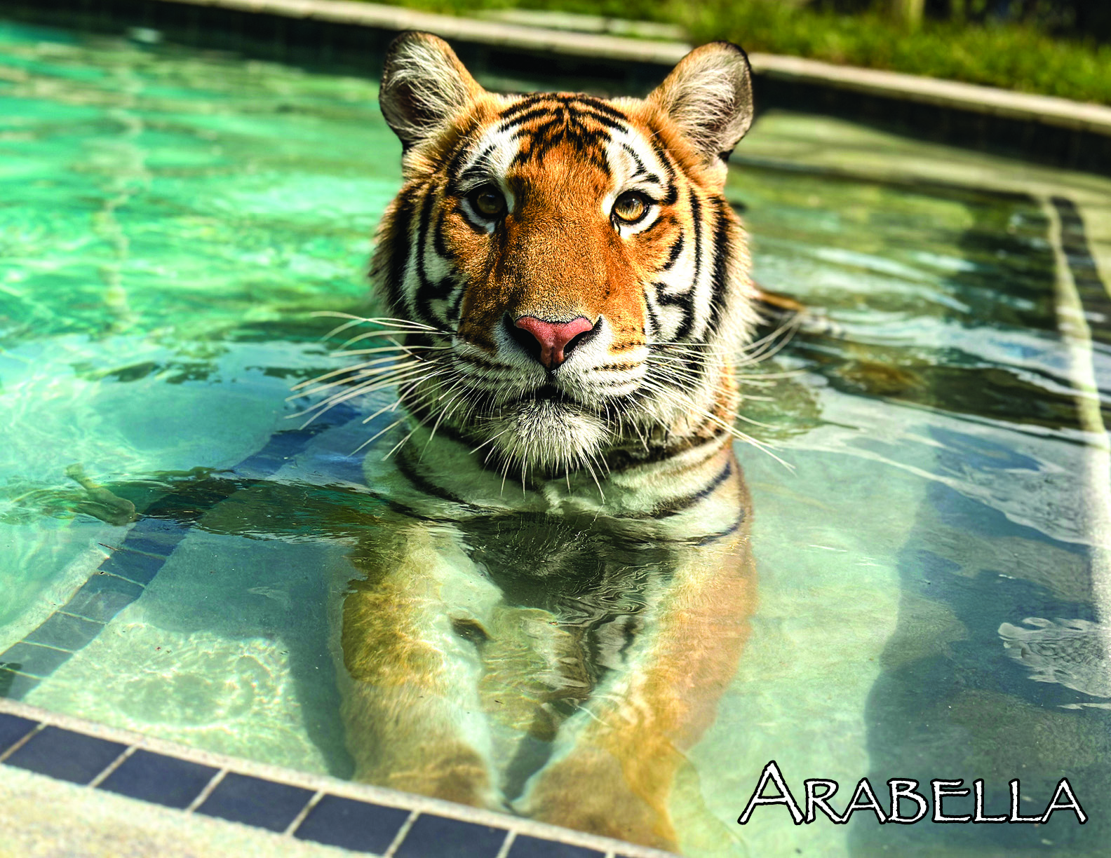 Tiger World 14 Month 2026 Calendar - Image 6