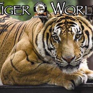 Tiger World 14 Month 2026 Calendar