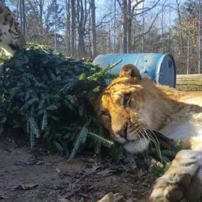 Big Cats with Donated Christmas Tree
