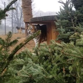 Tiger with Donated Christmas Trees