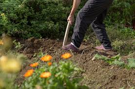 Picture of person planting flowers