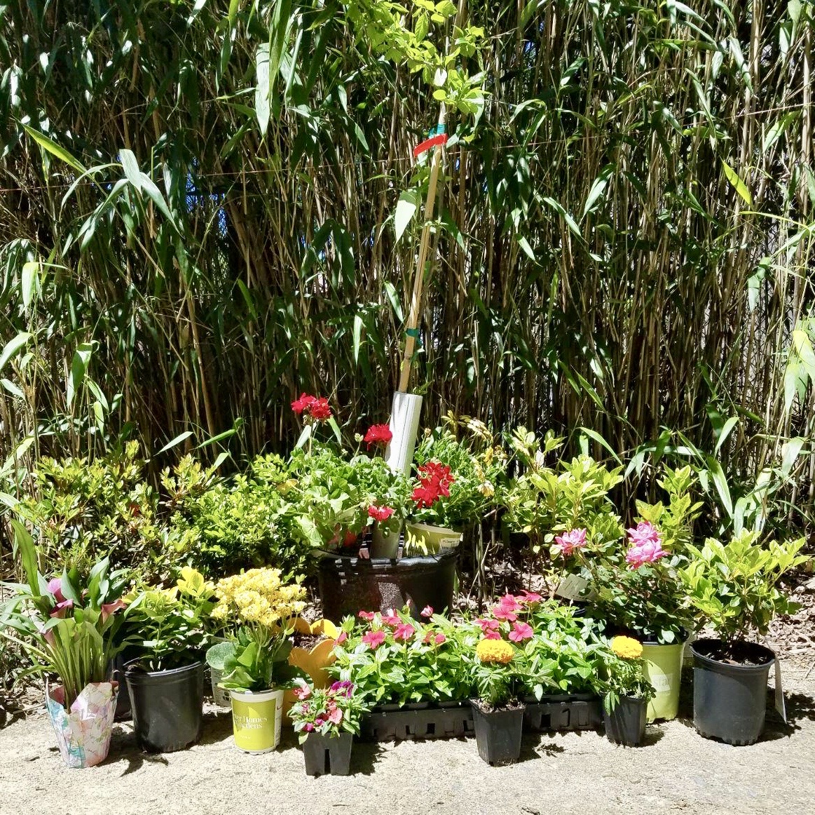 Earth Day Celebration at TigerWorld