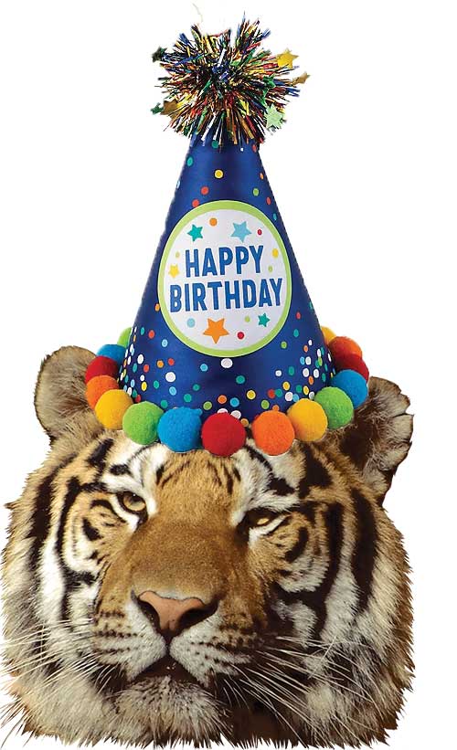 Birthday Parties At Tiger World Tiger World