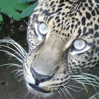 Leopard