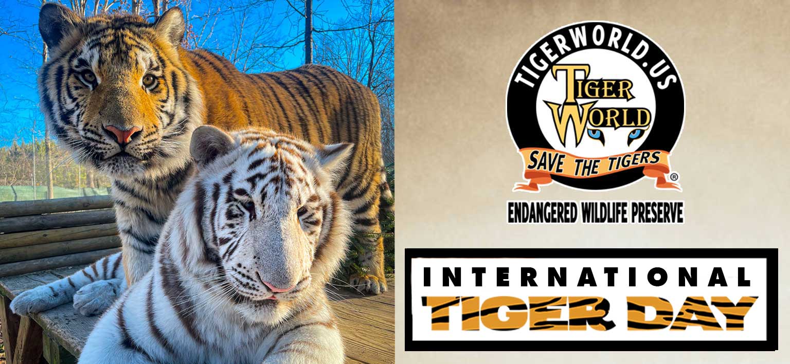 International Tiger Day