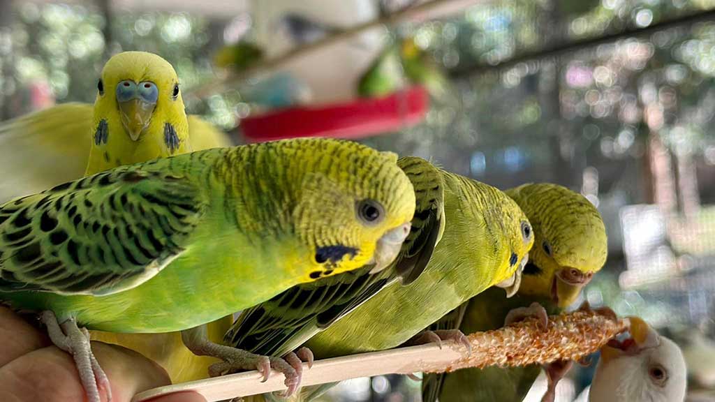 Family-in-Parkeet-jungle-for-TW