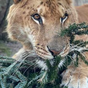 Tiger-with-Tree_FB