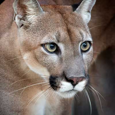 Panther-Head