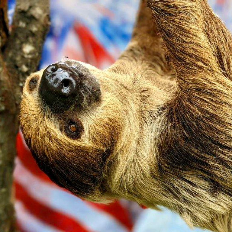 Close-up of a sloth hanging from a tree at Tiger World wildlife park